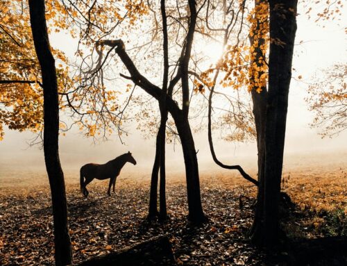 Radicarsi in autunno: cosa ci insegnano i cavalli